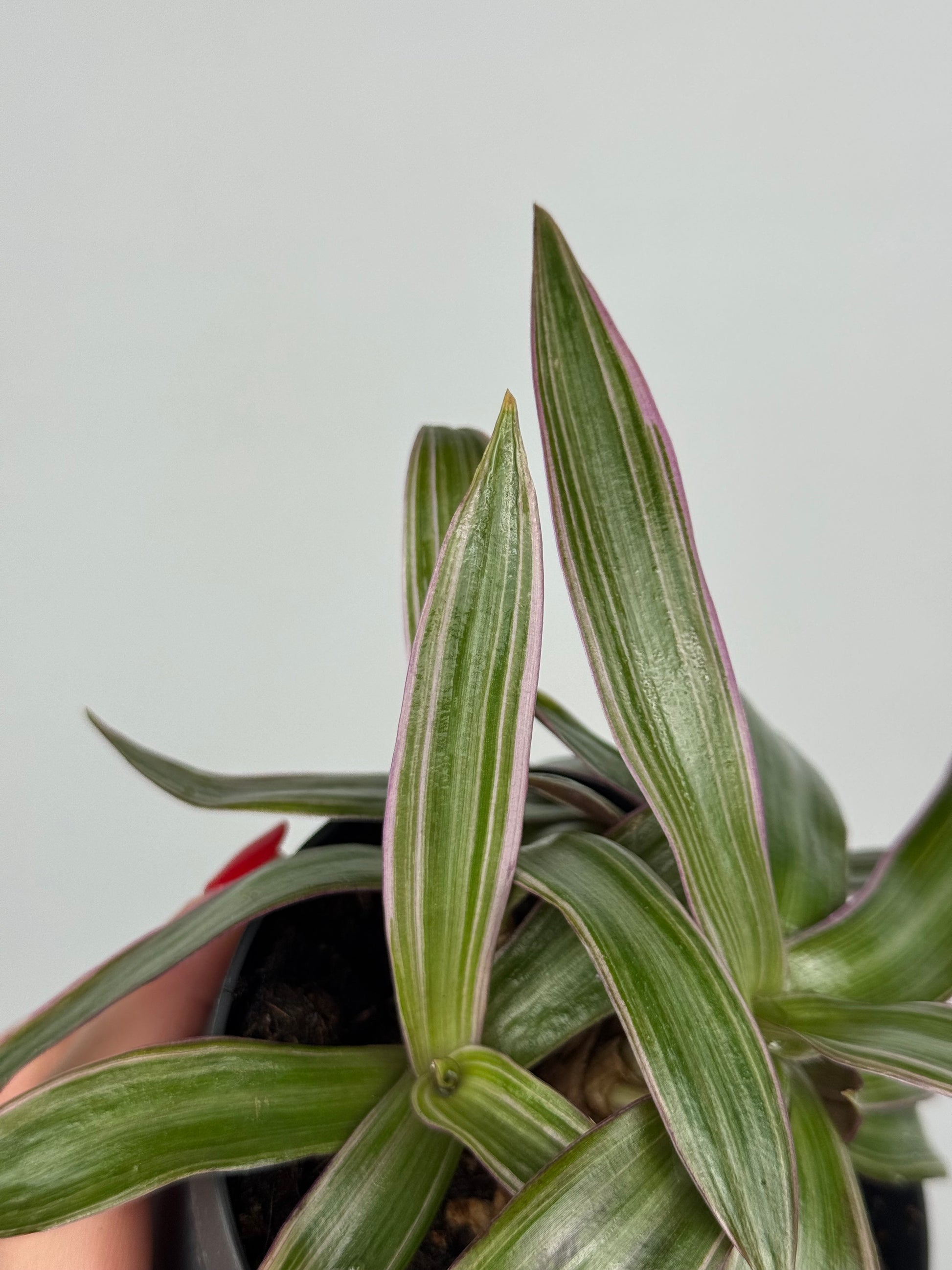 Tradescantia Spathacea | Orelia