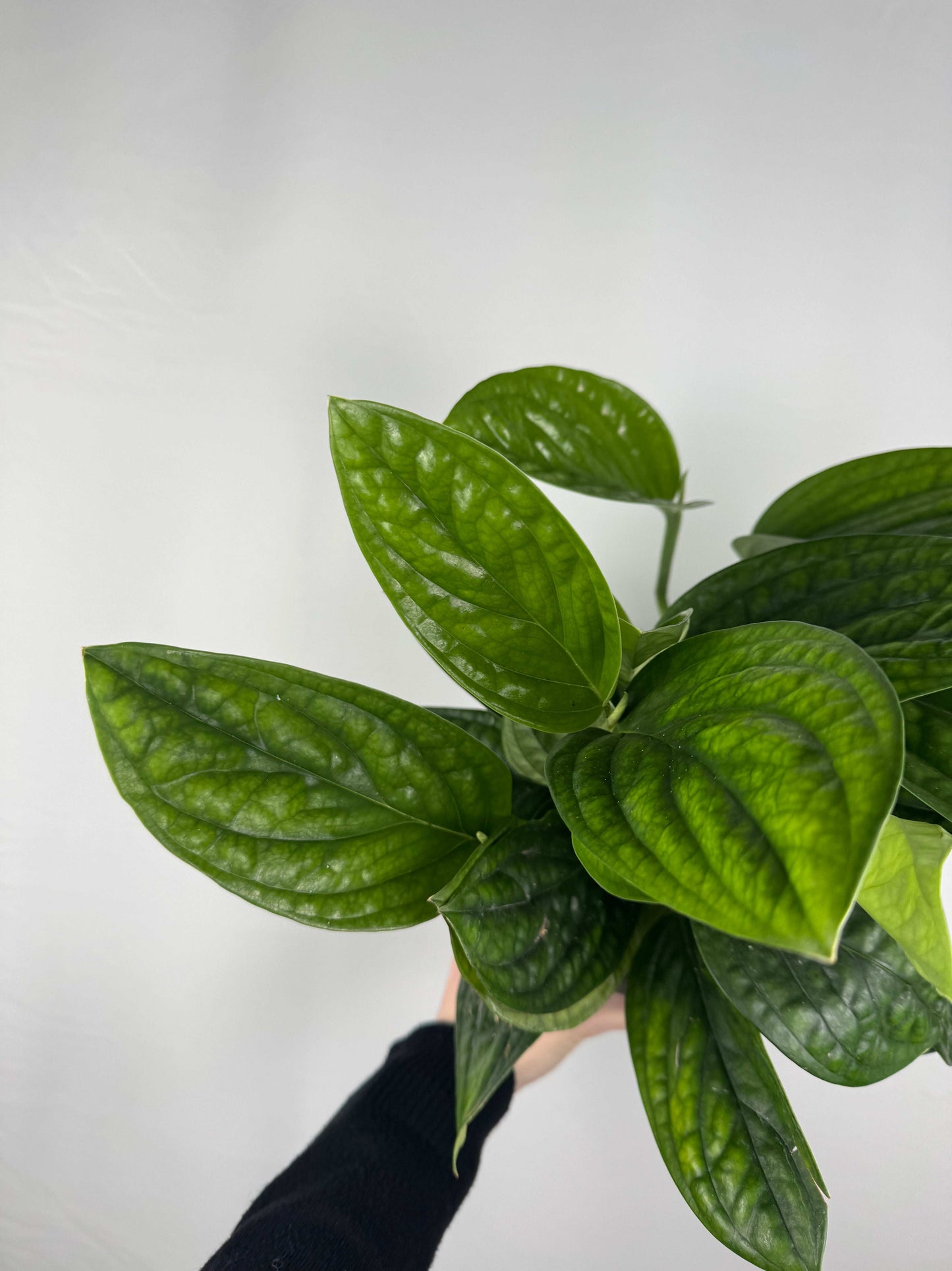 Epipremnum pinnatum “Marble Planet”