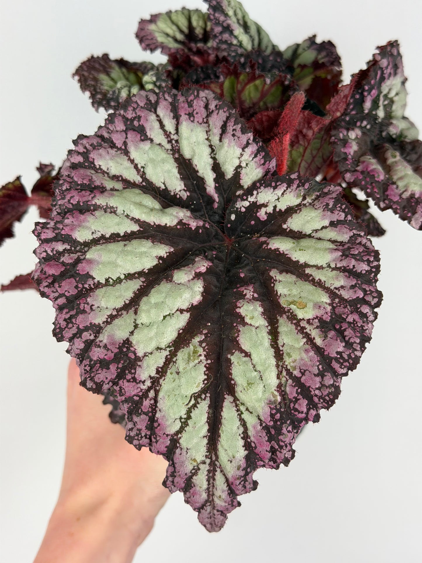 Begonia Fireworks Begonia Tropical Corner