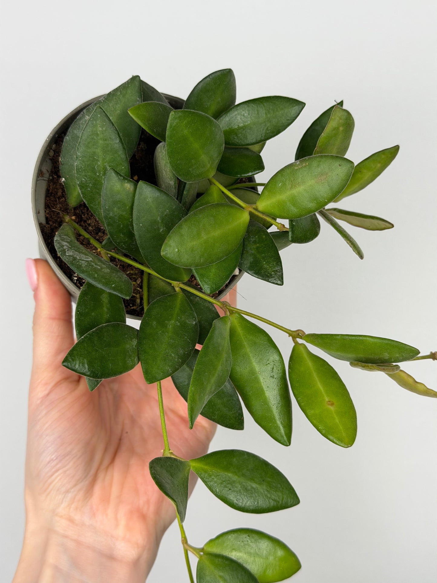 Hoya Burtoniae Hoya Tropical Corner “M” 9 cm