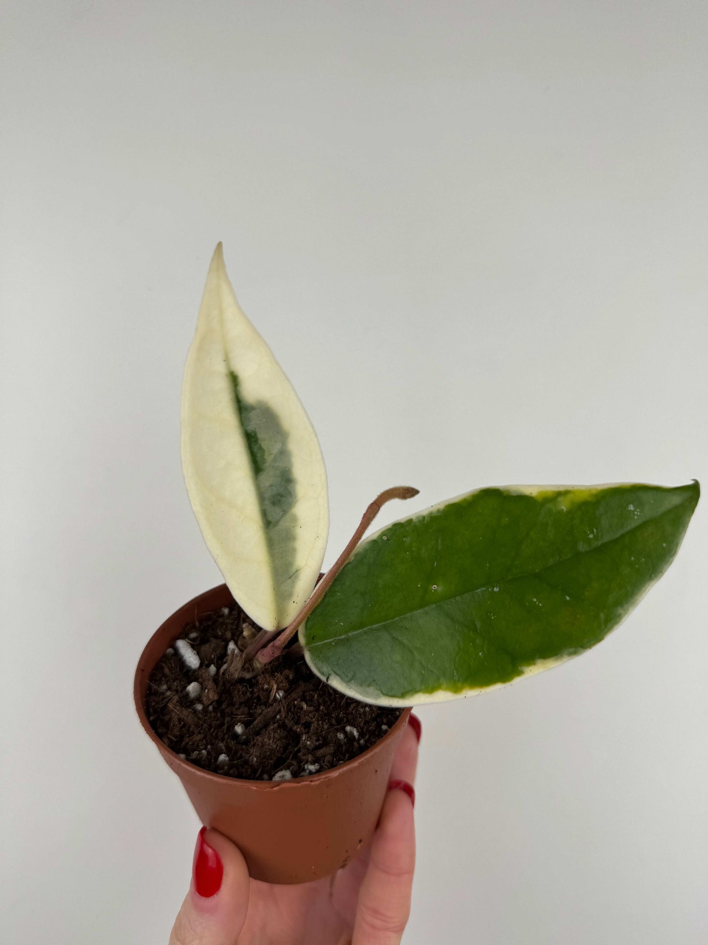 Hoya Carnosa Krimson Queen
