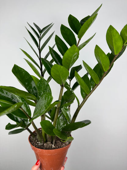 Zamioculcas Zamiifolia