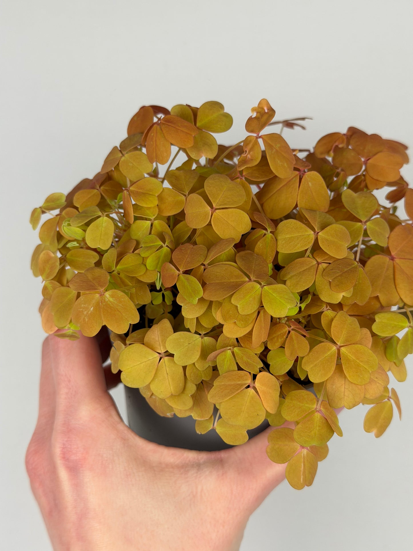 Oxalis Vulcanicola 'Sunset Velvet' Oxalis Tropical Corner