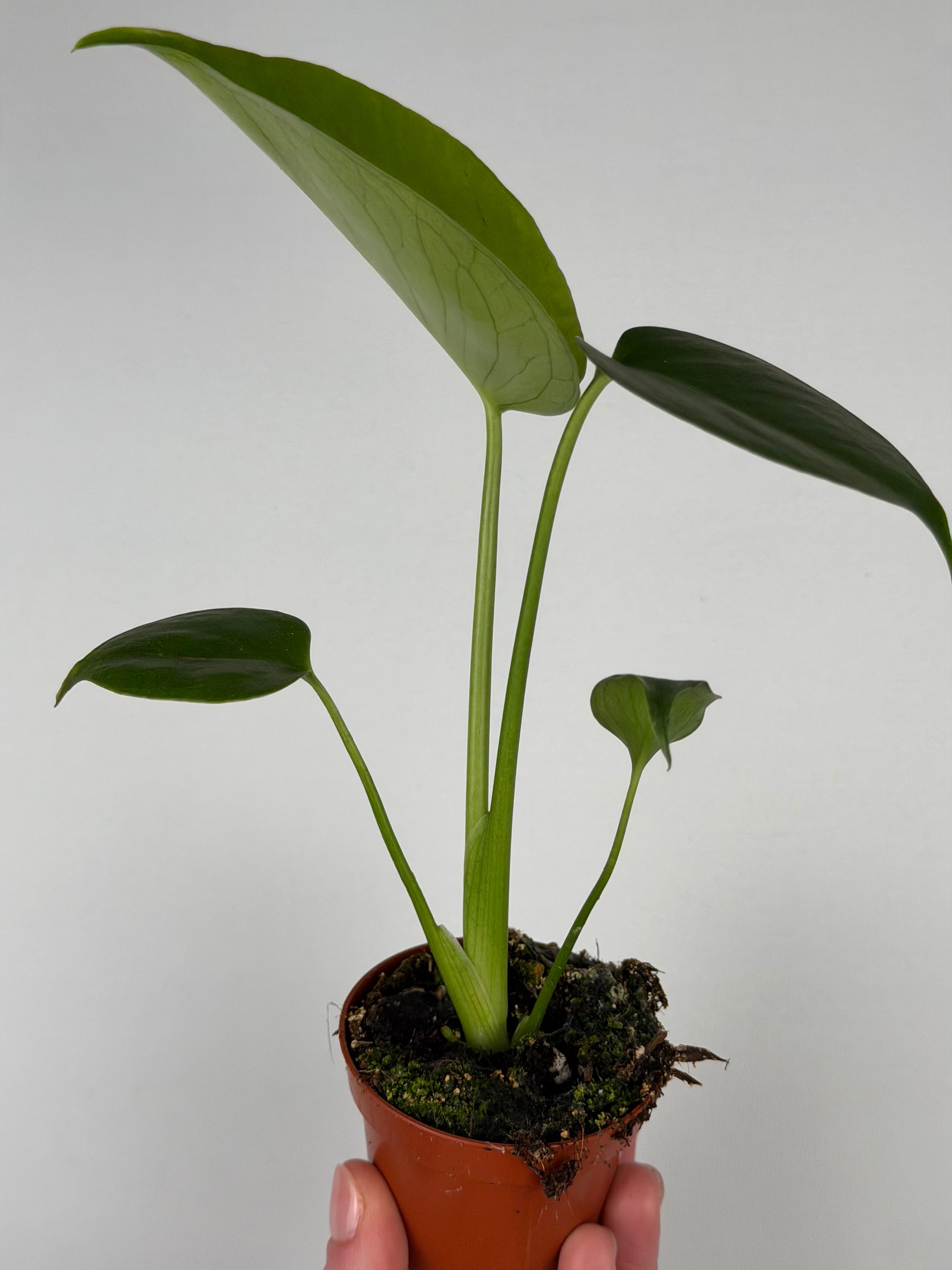 Monstera Deliciosa Monstera Tropical Corner