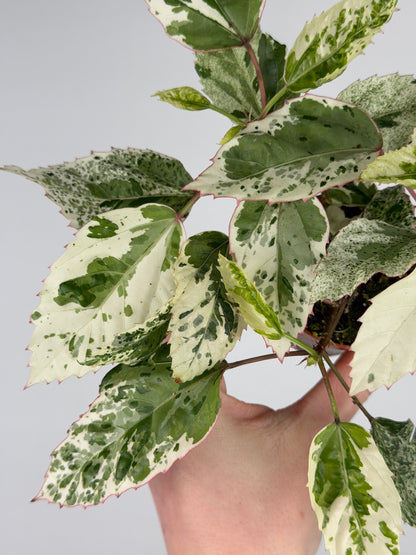 Hibiscus rosa-sinensis 'Variegata' Hibiscus Tropical Corner