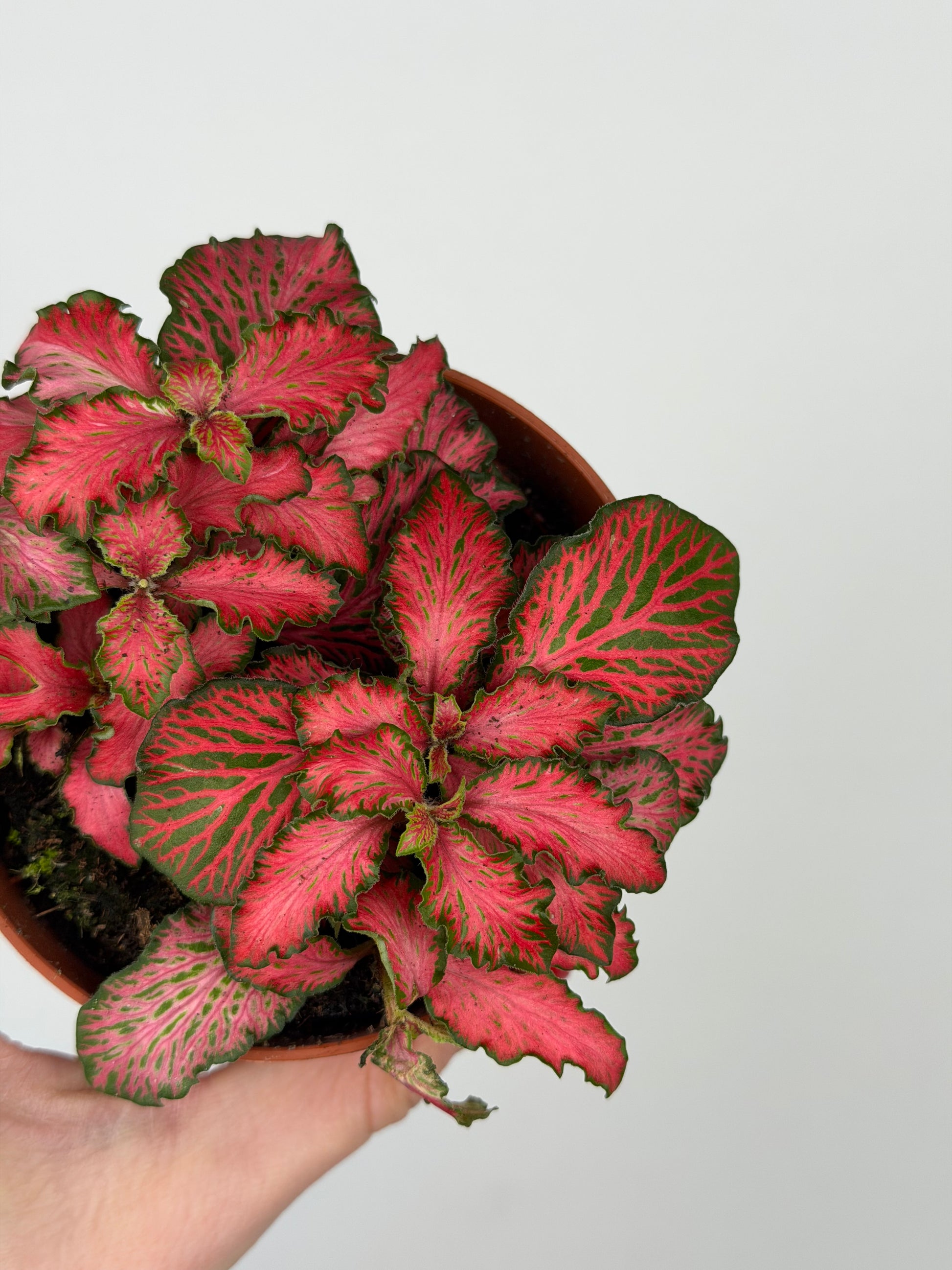 Fittonia 'Forest Flame' Fittonia Tropical Corner