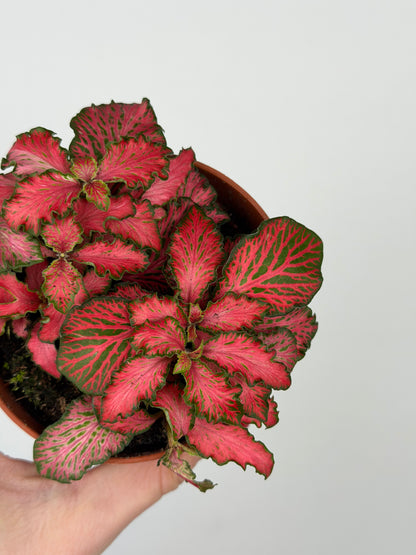 Fittonia 'Forest Flame' Fittonia Tropical Corner