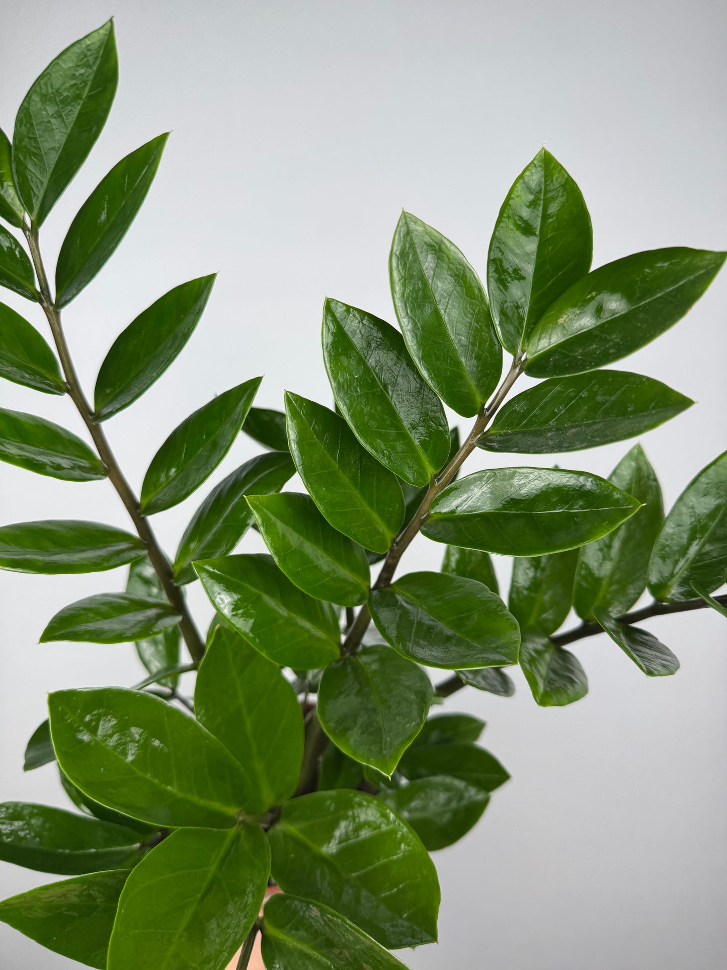 Zamioculcas Zamiifolia