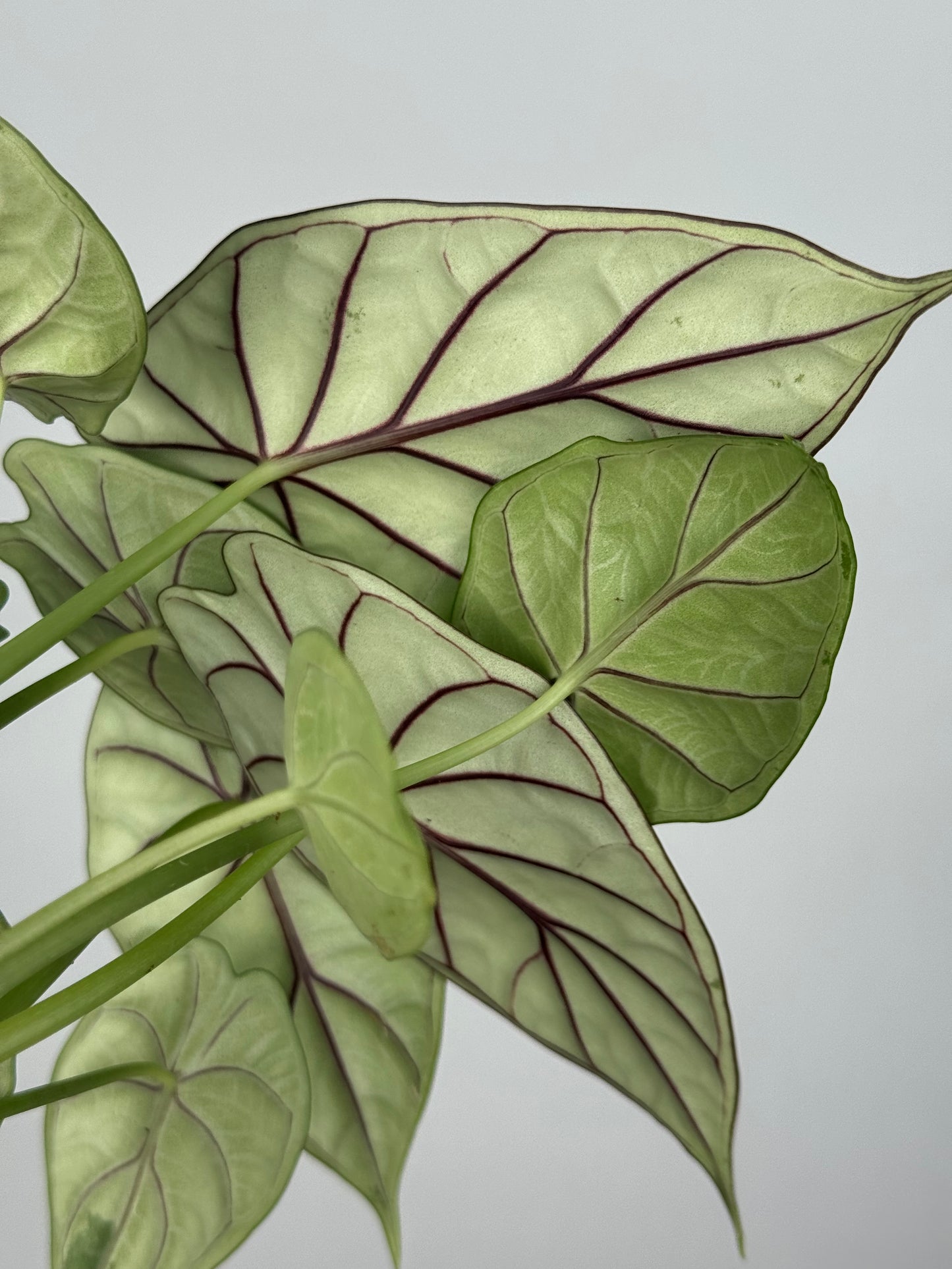 Alocasia Dragon Scale