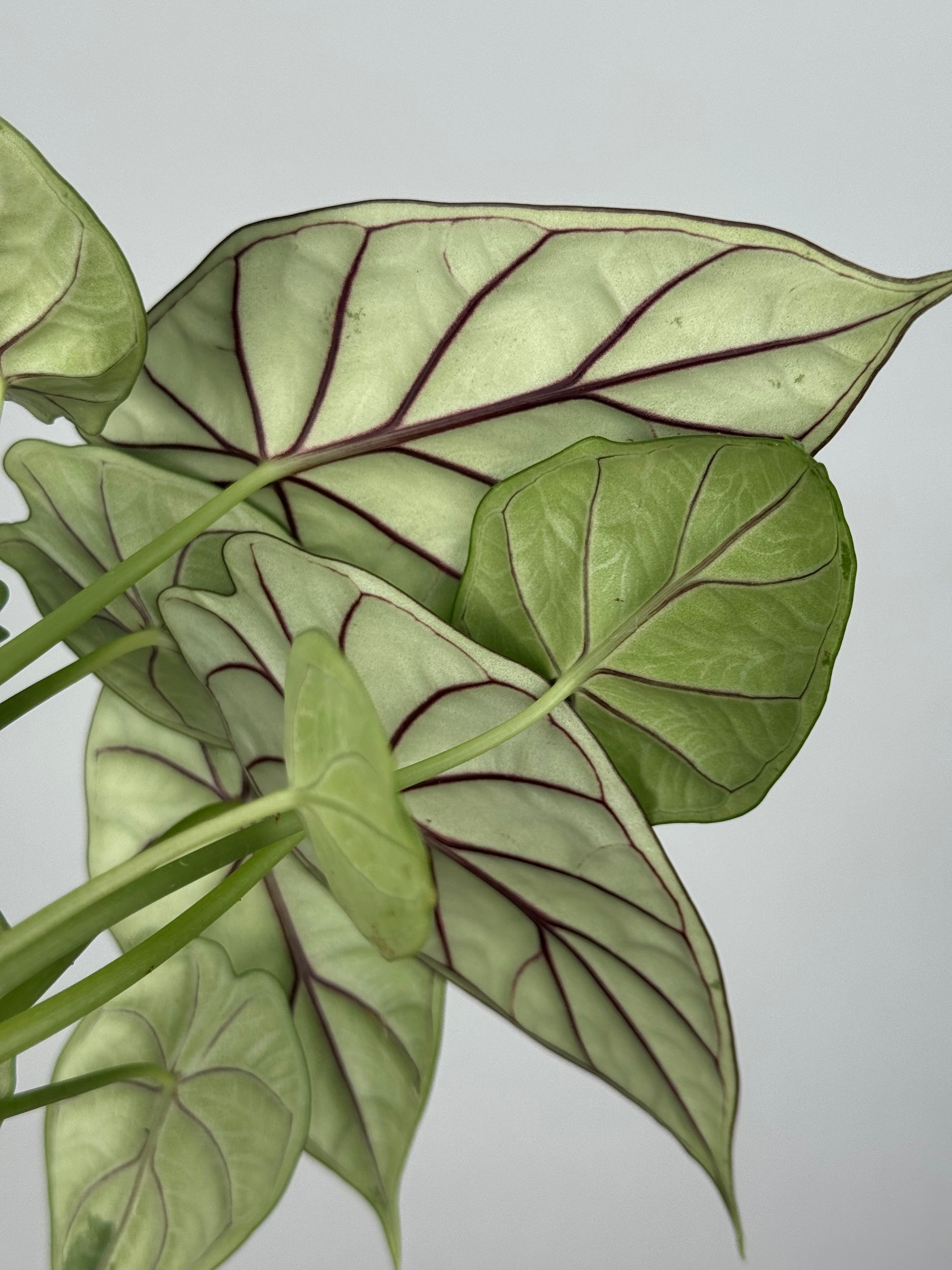 Alocasia Dragon Scale