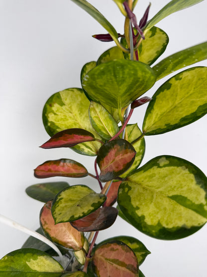 Hoya Australis 'Lisa' Hoya Tropical Corner