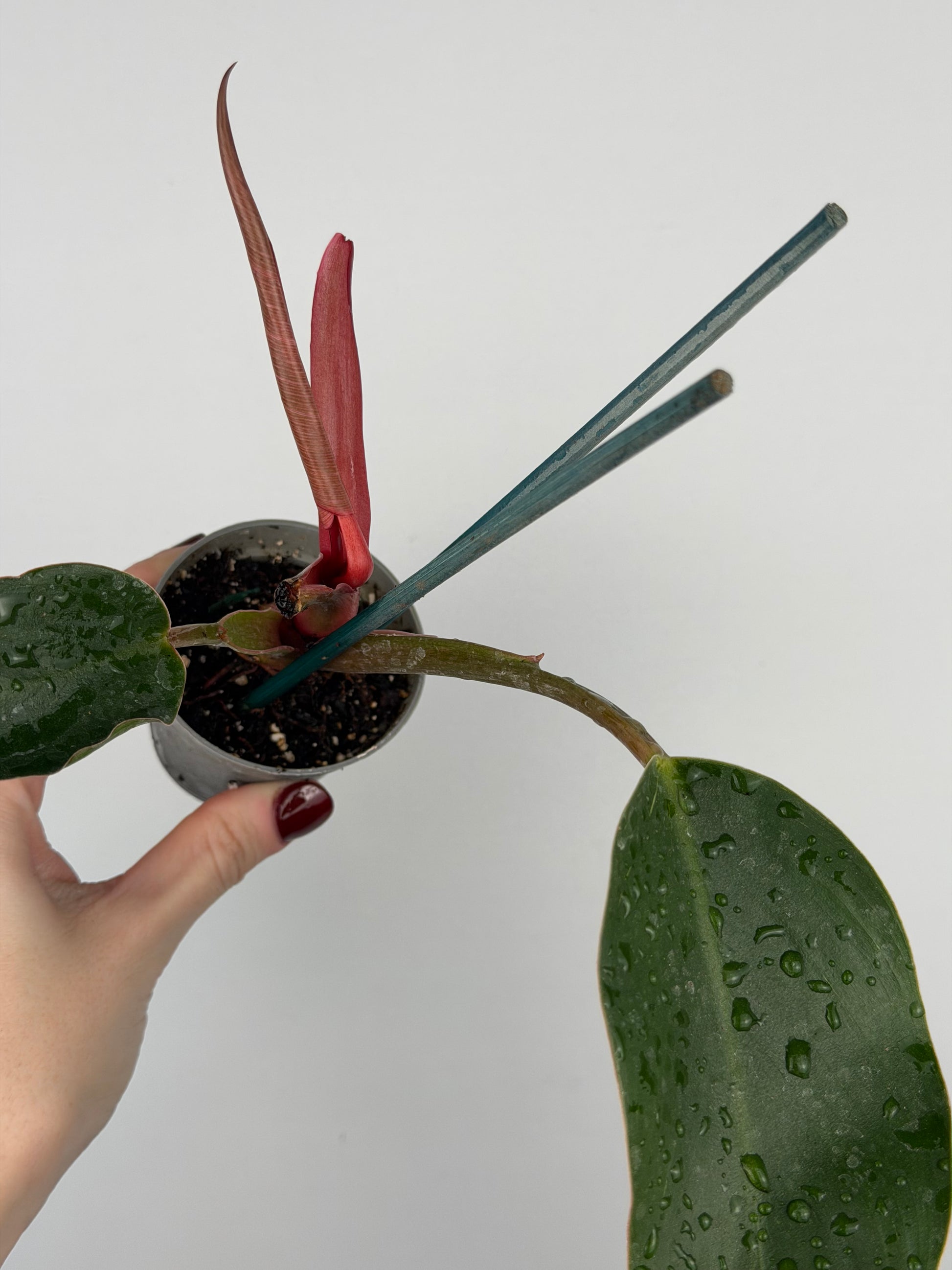 Philodendron Pink Bikini | Taki