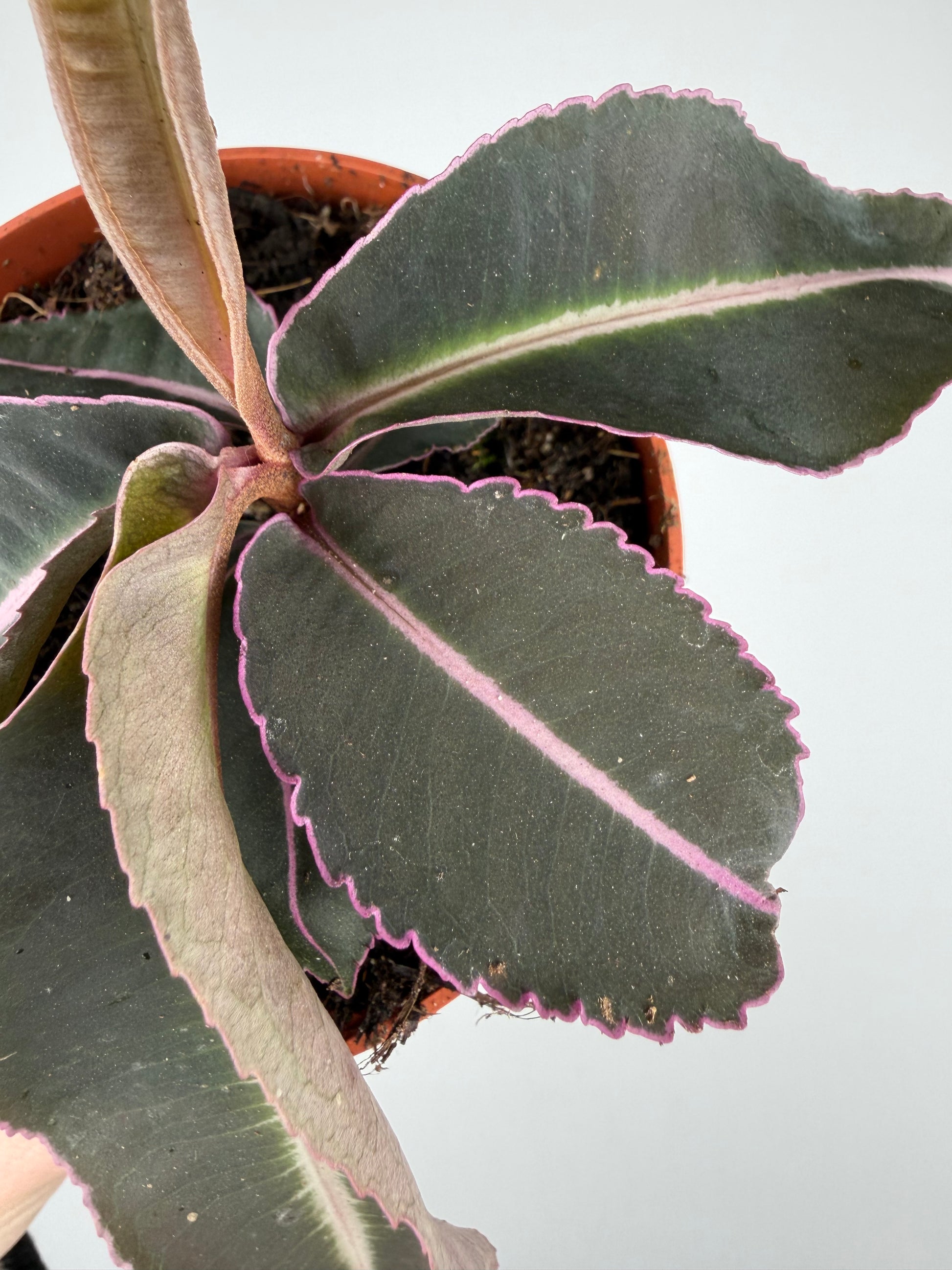 Labisia Pumila 'Electric Pink' Labisia Tropical Corner