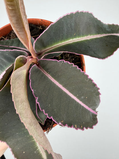 Labisia Pumila 'Electric Pink' Labisia Tropical Corner