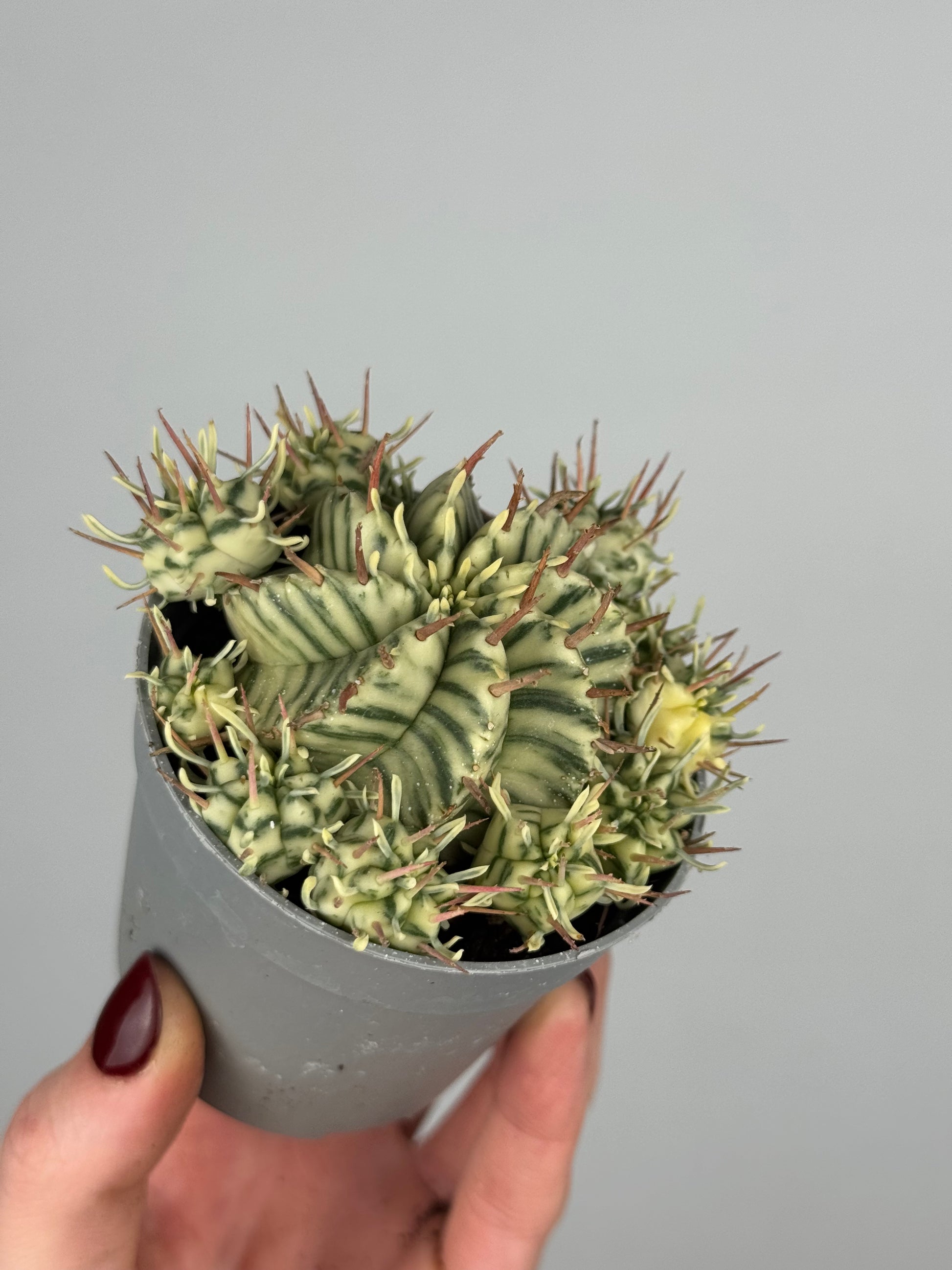 Euphorbia meloformis variegata