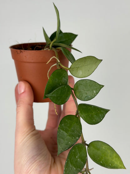 Hoya Krohniana 'Splash' Hoya Tropical Corner “S” 6 cm