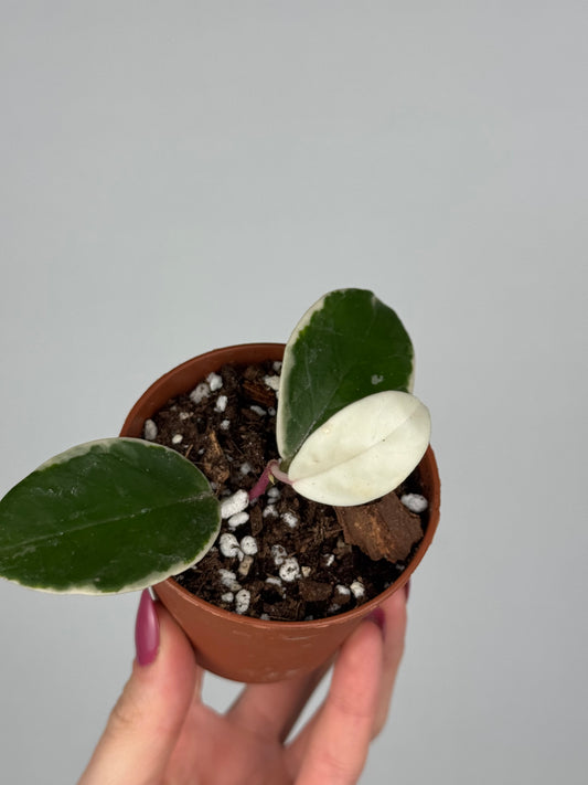 Hoya Flamingo Dream | Lyra