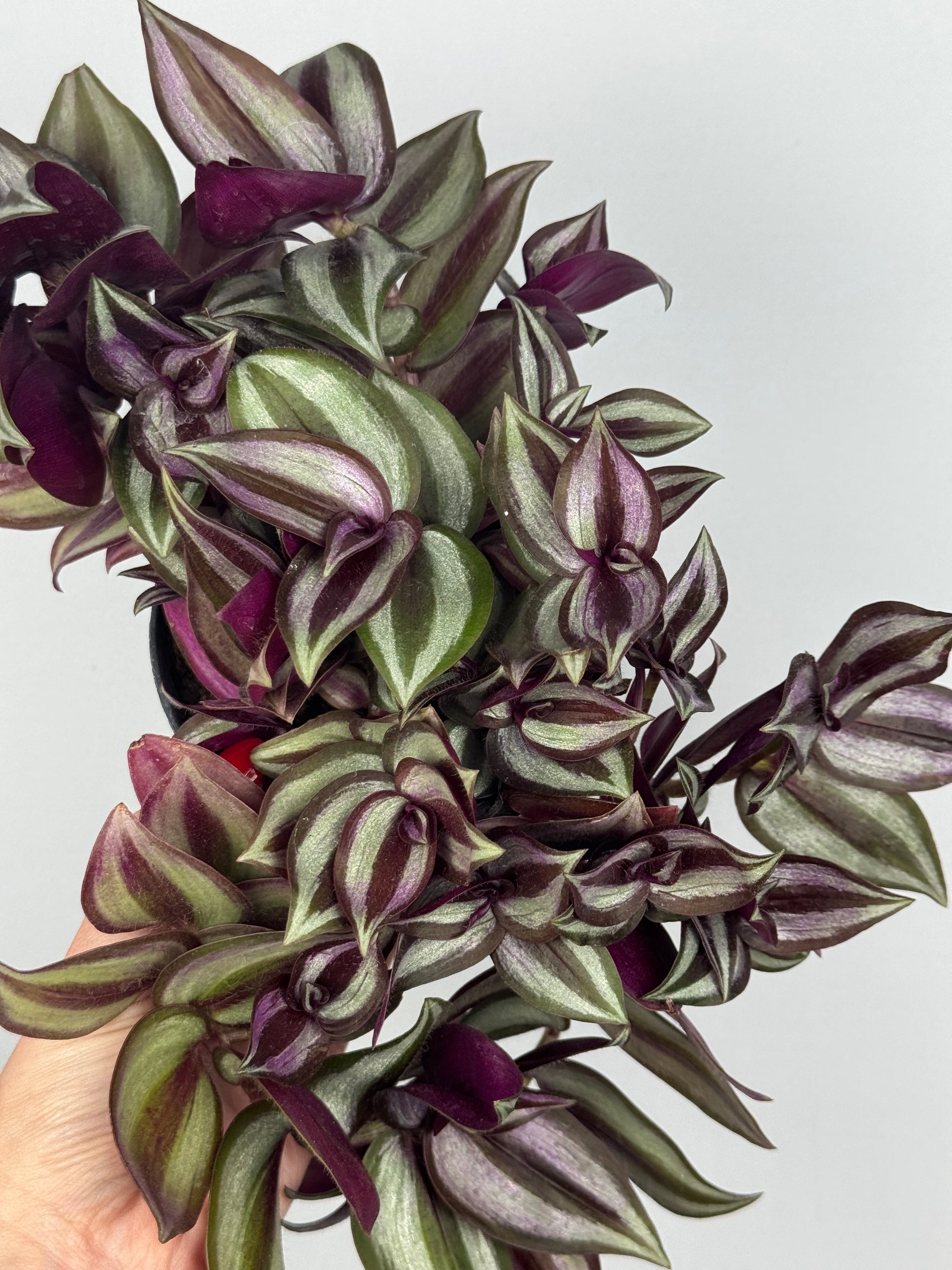 Tradescantia Zebrina “Violet Hill”
