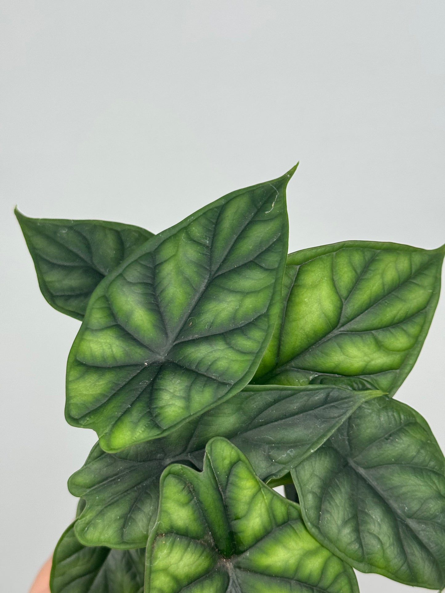 Alocasia Dragon Scale