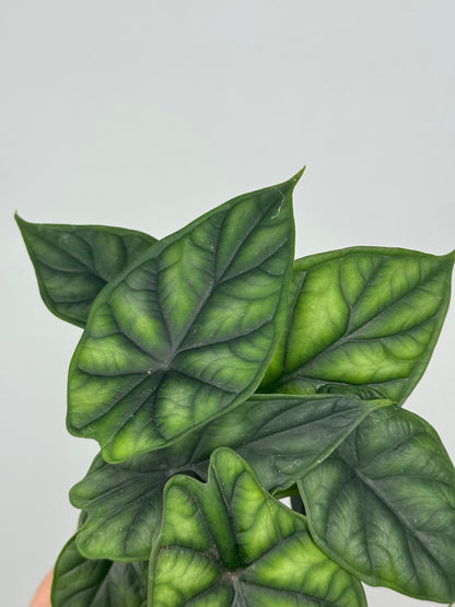 Alocasia Dragon Scale