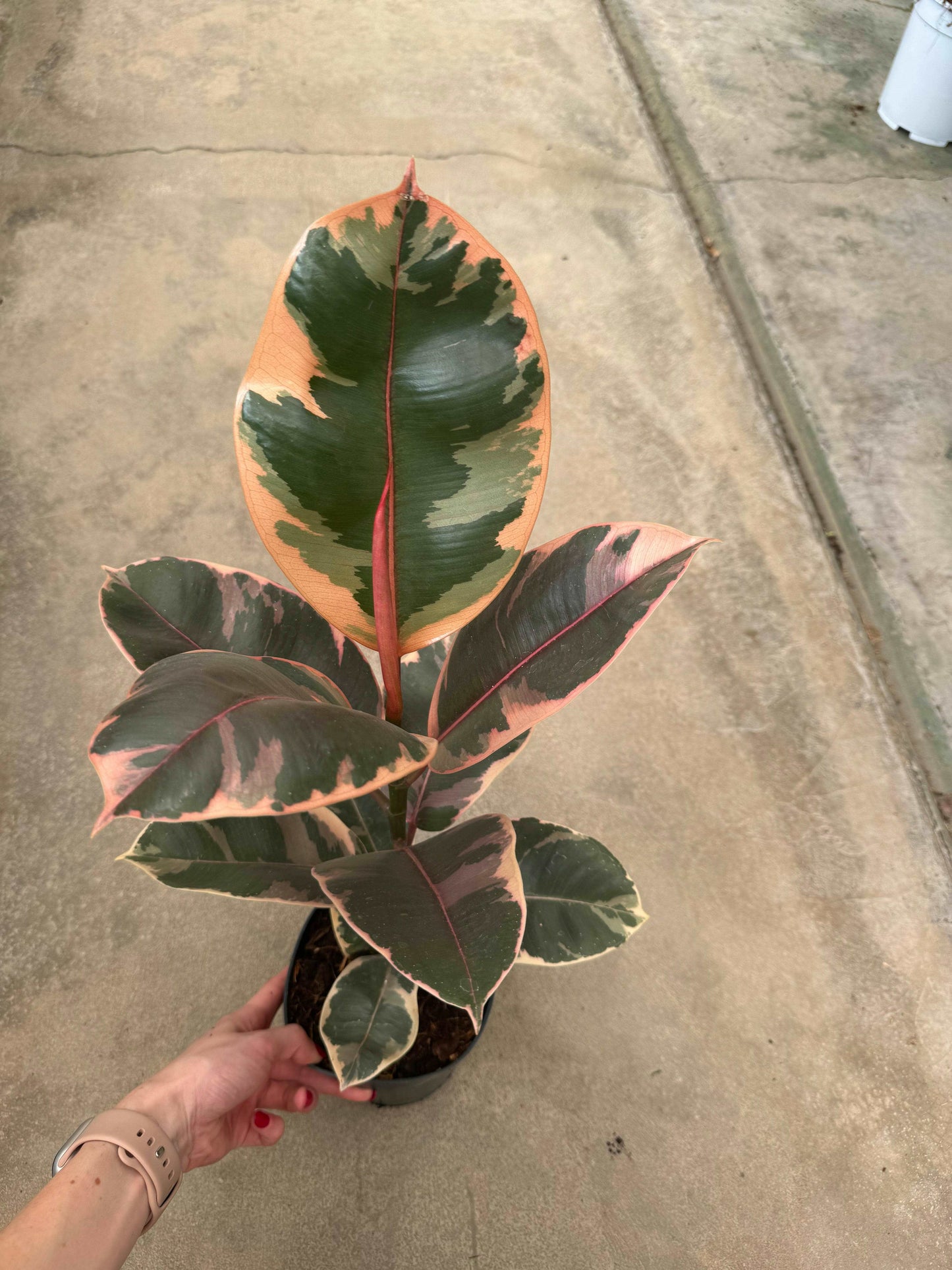 Ficus Elastica Belize “Ruby”