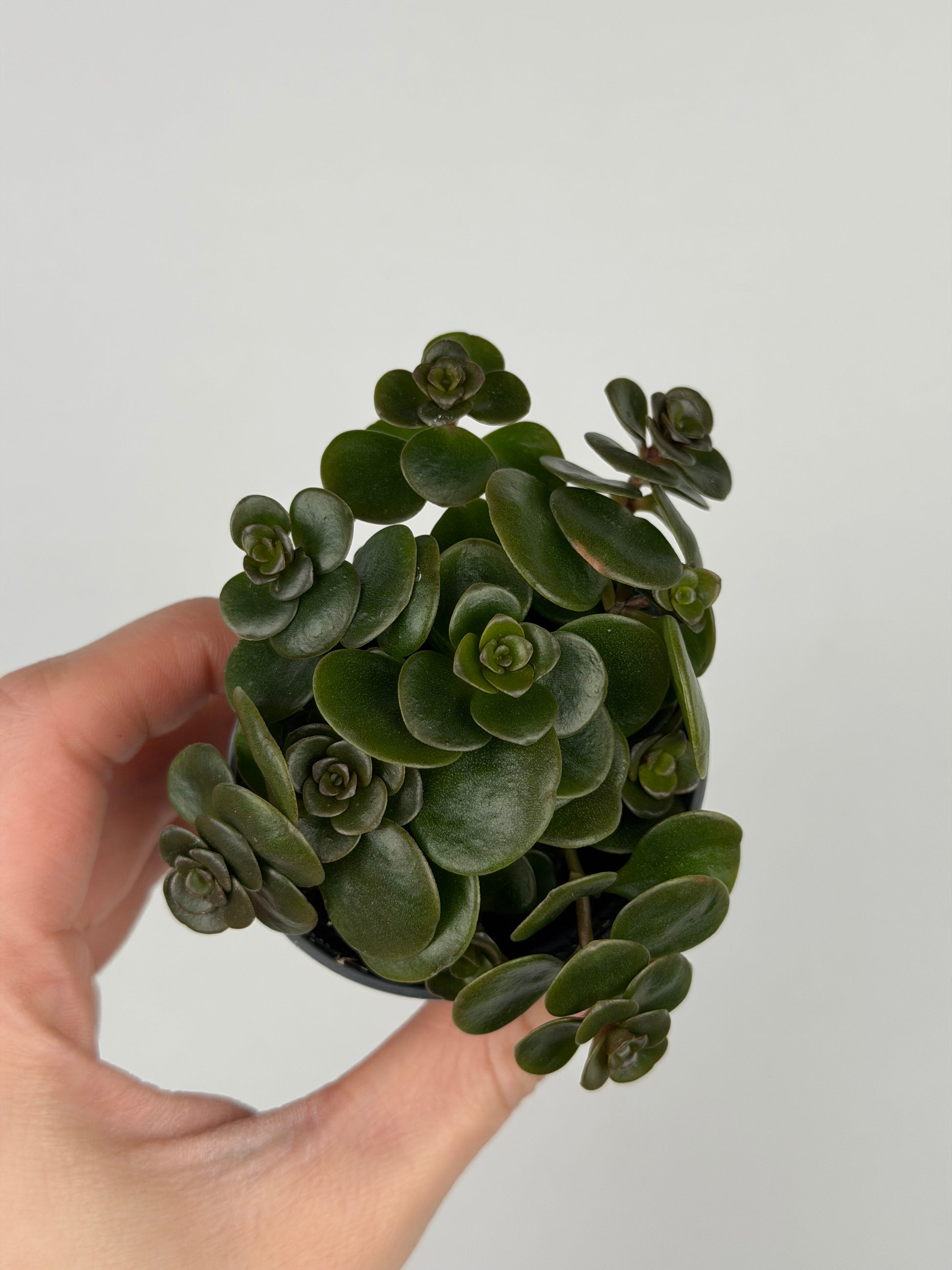 Sedum makinoi 'Tornado'
