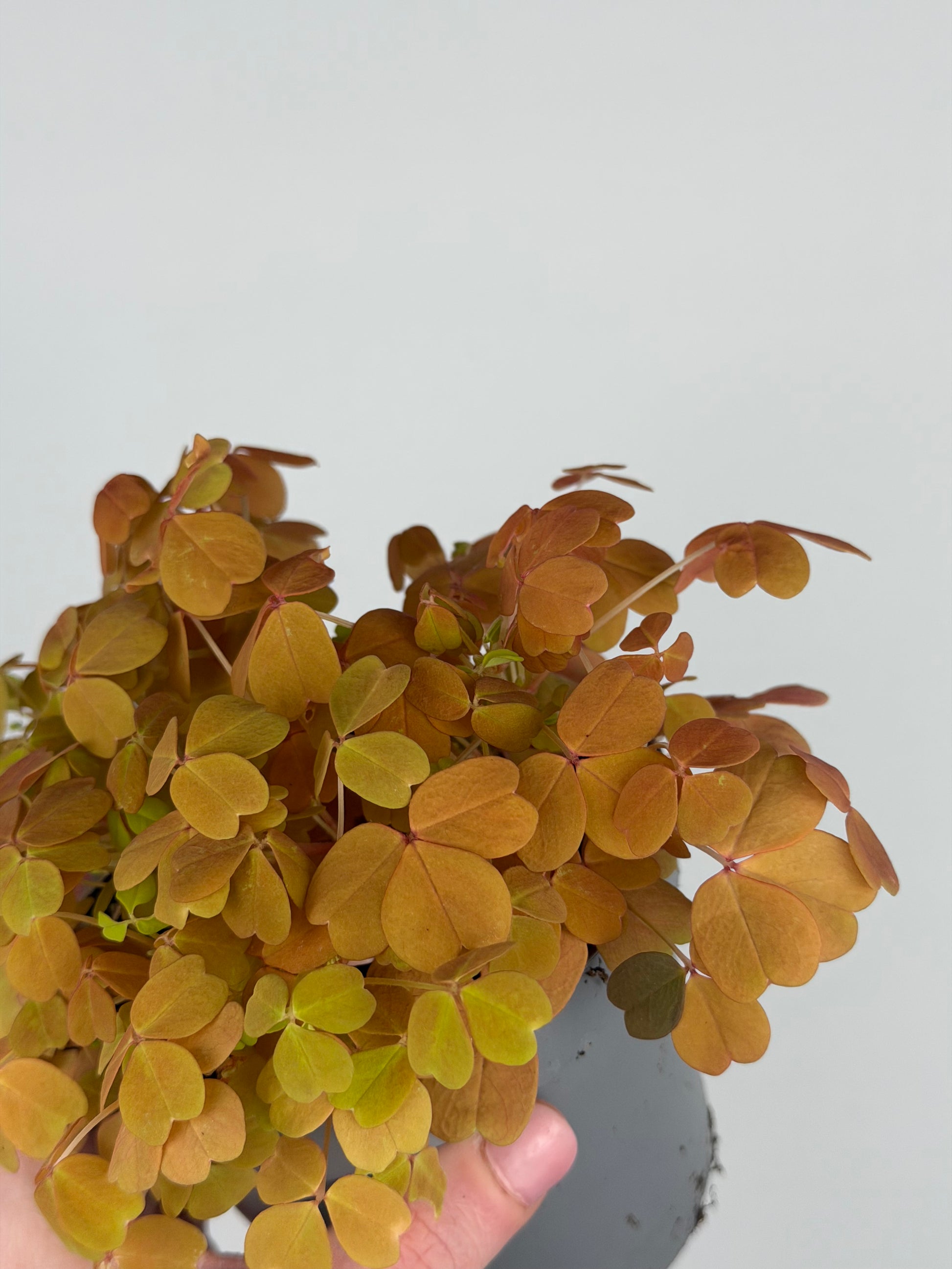 Oxalis Vulcanicola 'Sunset Velvet' Oxalis Tropical Corner