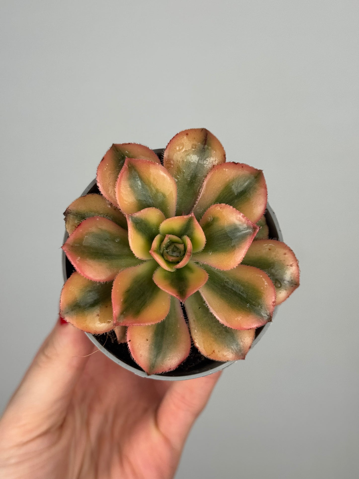 Aeonium Haworthii “Kiwi”
