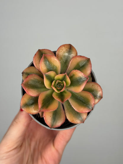 Aeonium Haworthii “Kiwi”