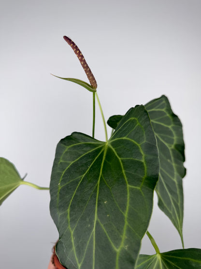 Anthurium Delta Force