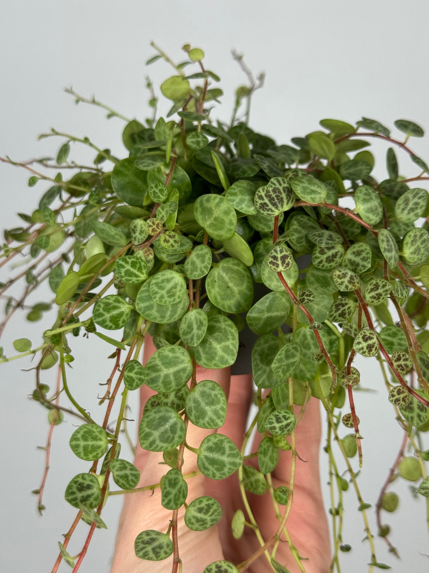 Peperomia Prostrata