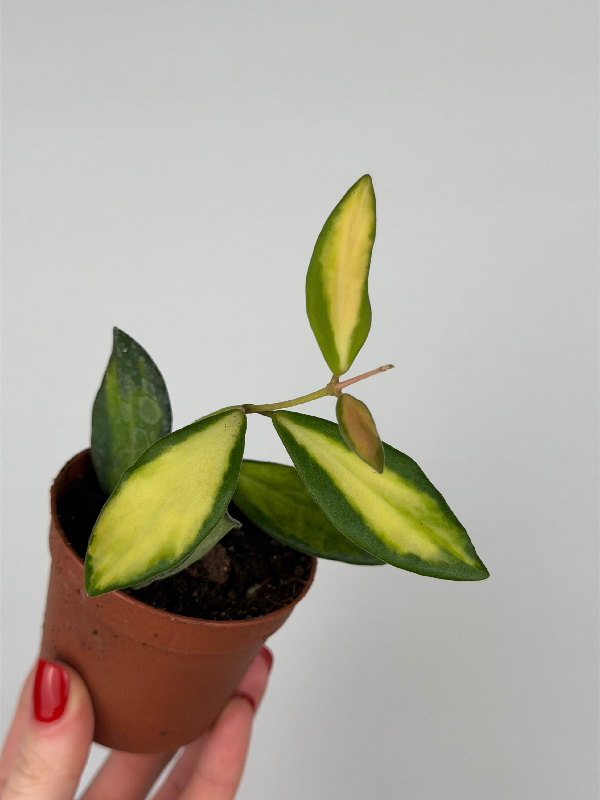 Hoya Burtoniae variegata