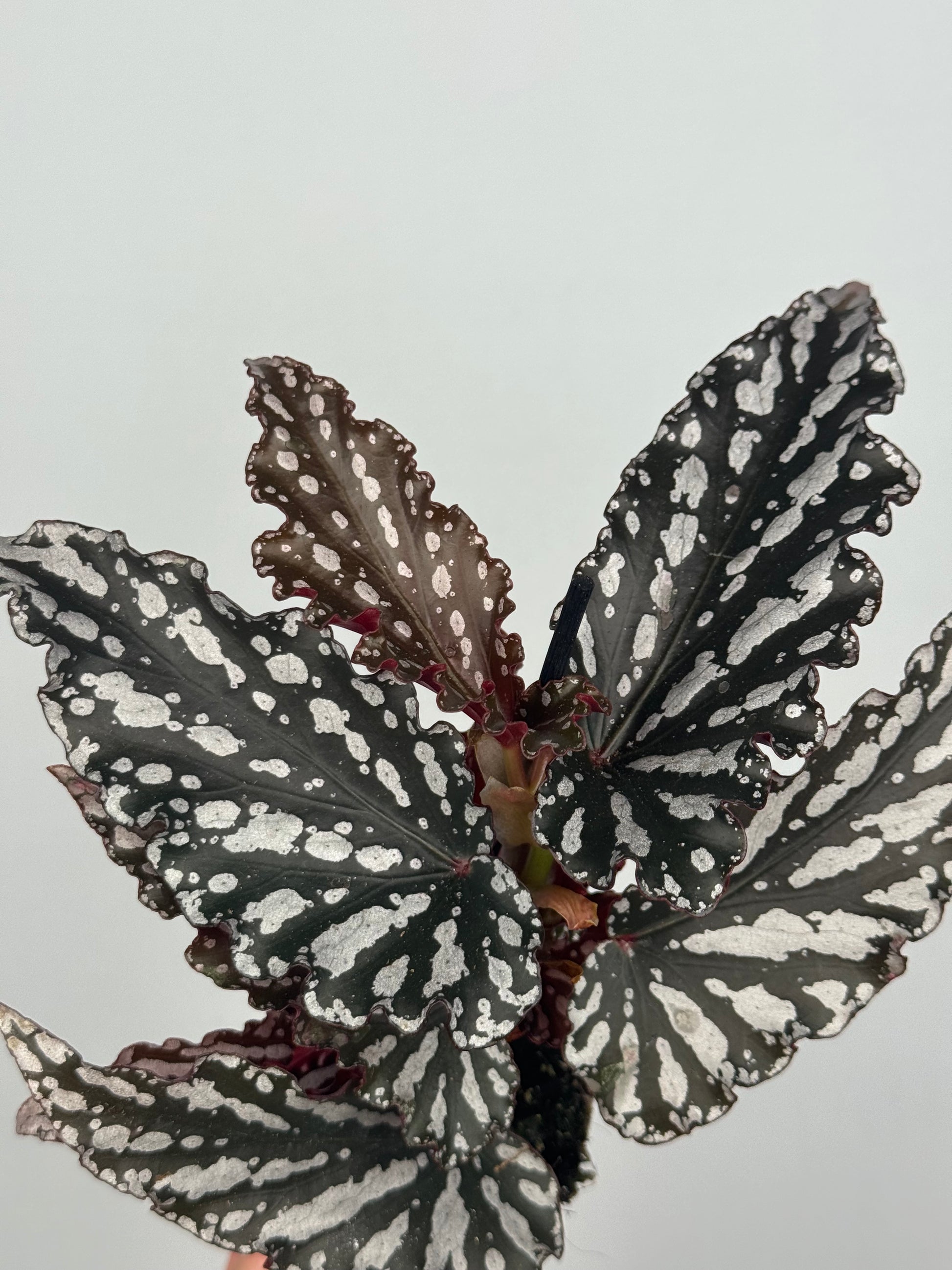 Begonia maculata 'Spotlight Dark'
