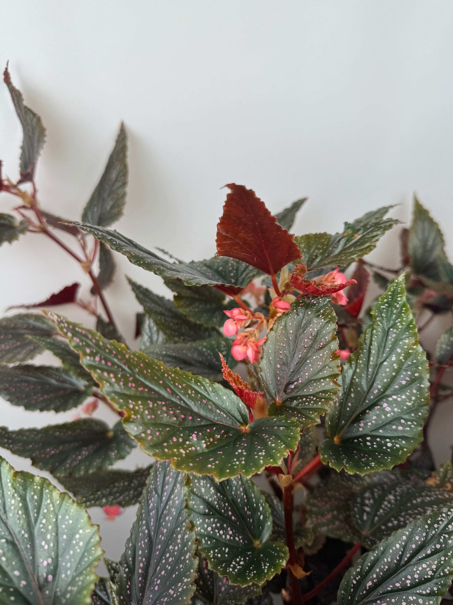 Begonia Maculata Benigo “Pink Spot”