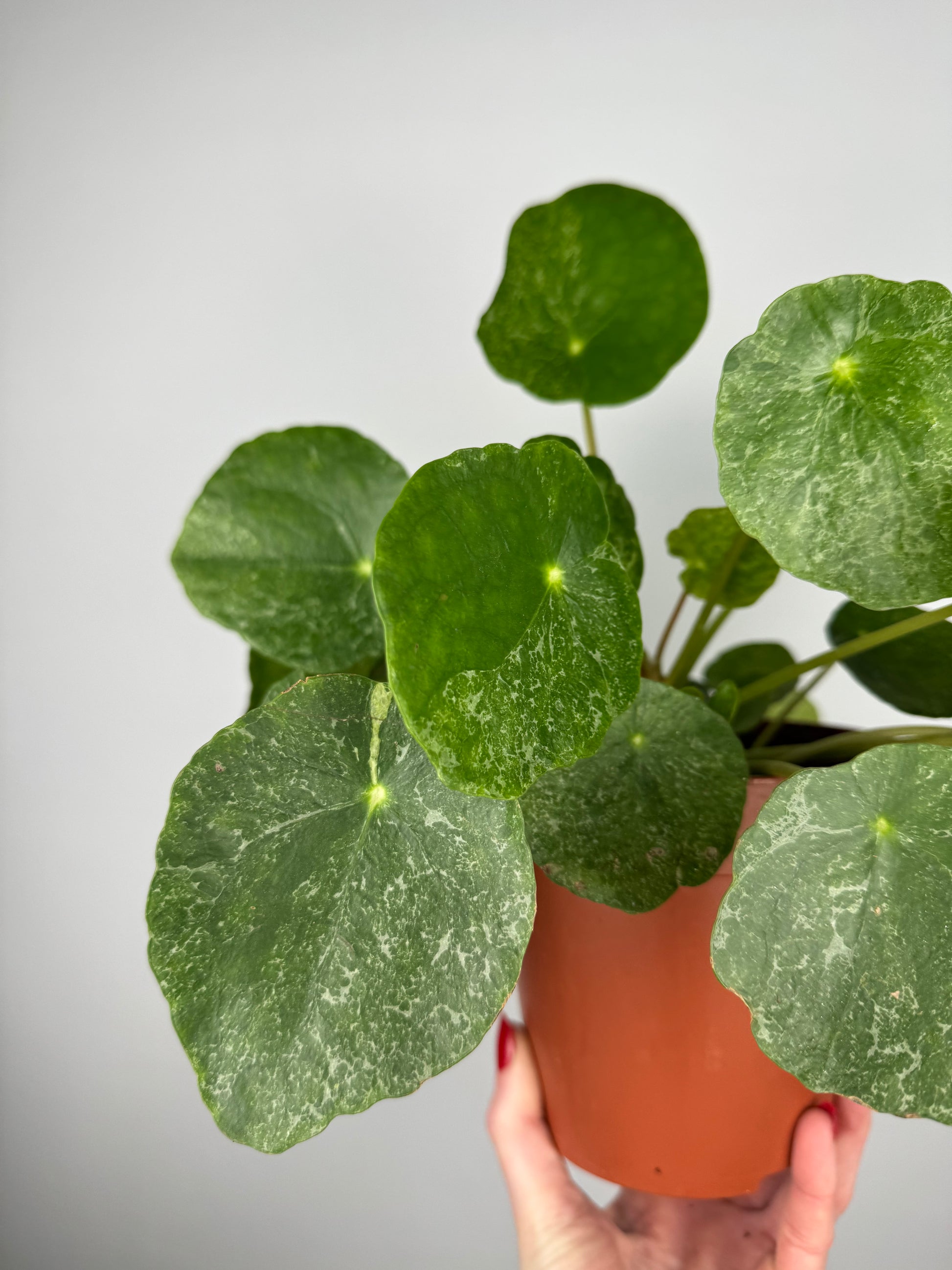 Pilea Peperomioides “Sugar”