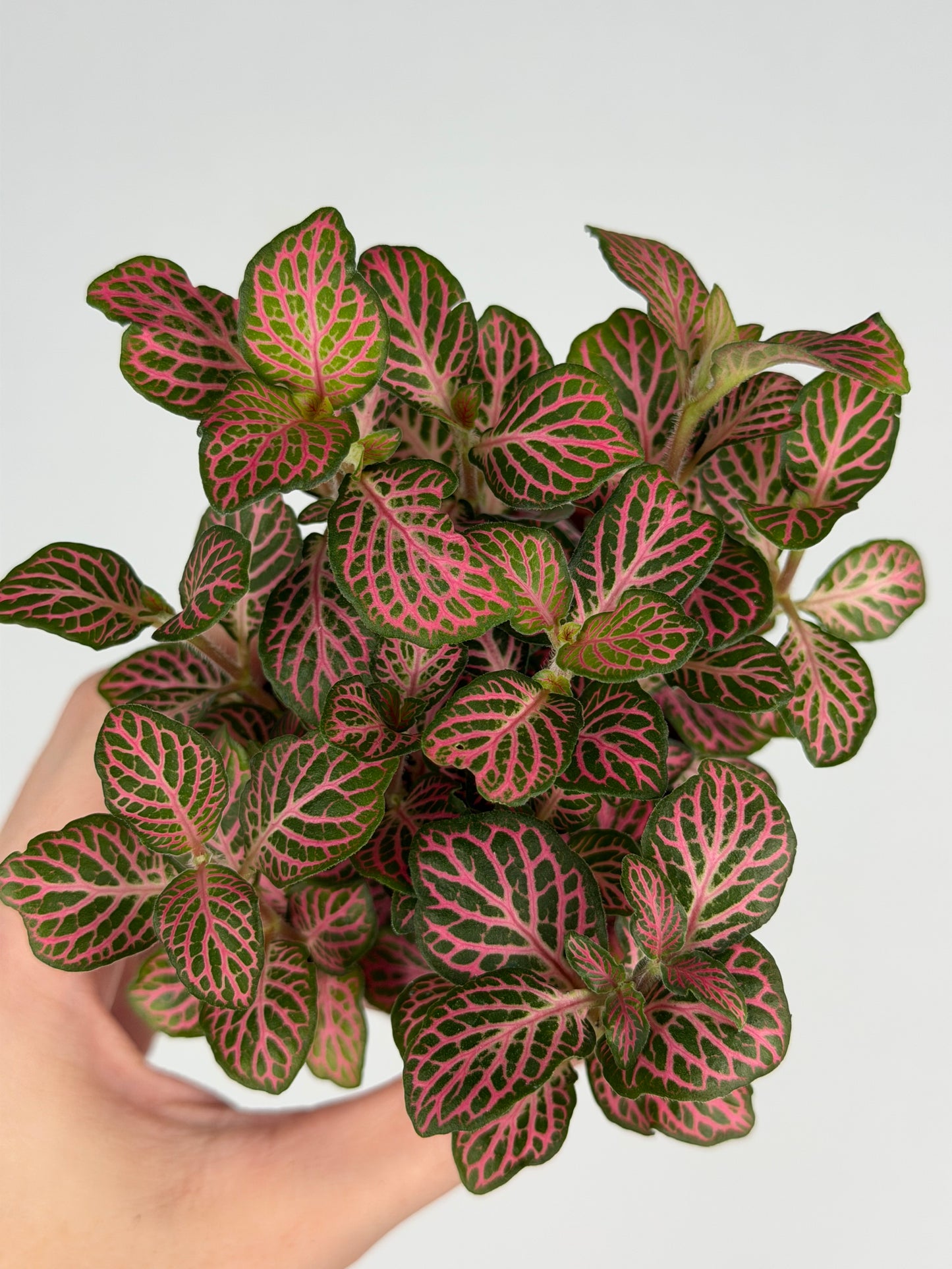 Fittonia Pink Fittonia Tropical Corner
