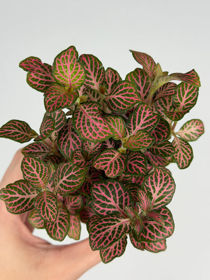 Fittonia Pink Fittonia Tropical Corner
