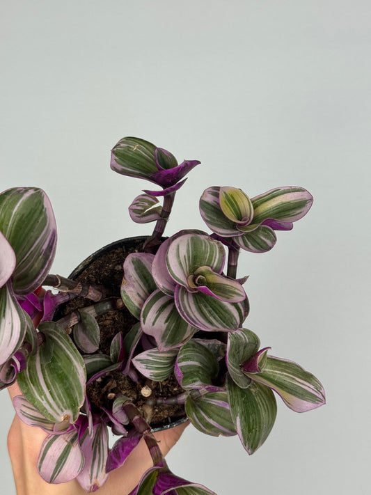 Tradescantia Nanouk | Jenny