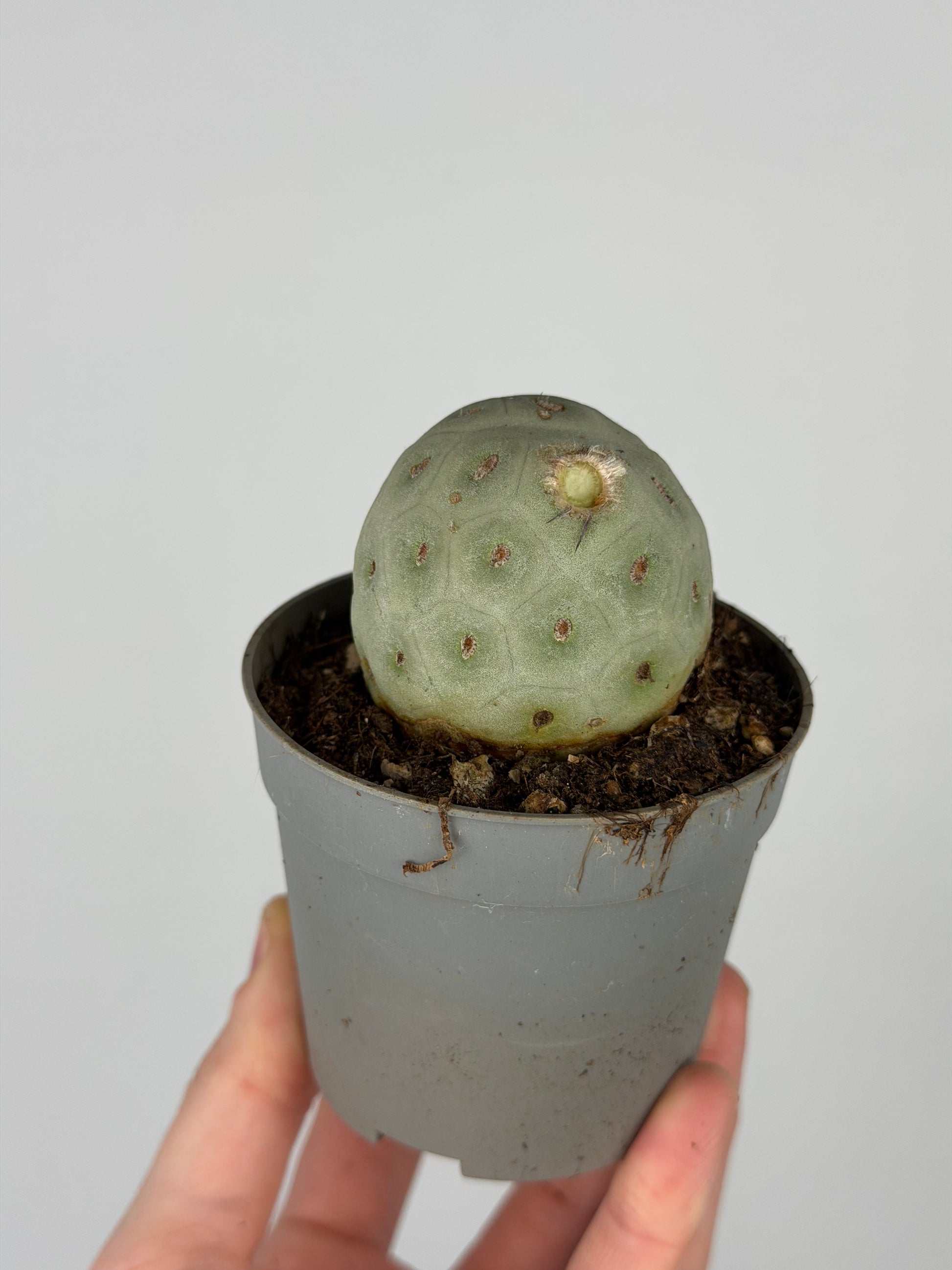 Tephrocactus Geometricus | Jemmy