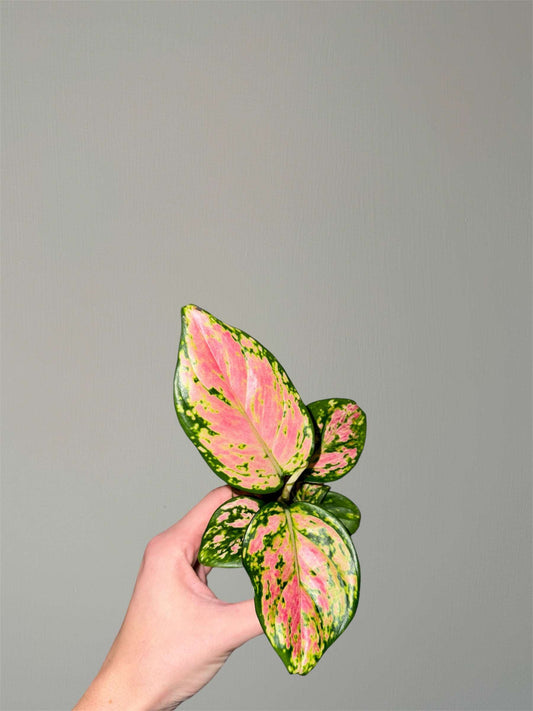 Aglaonema “Spotted Star”