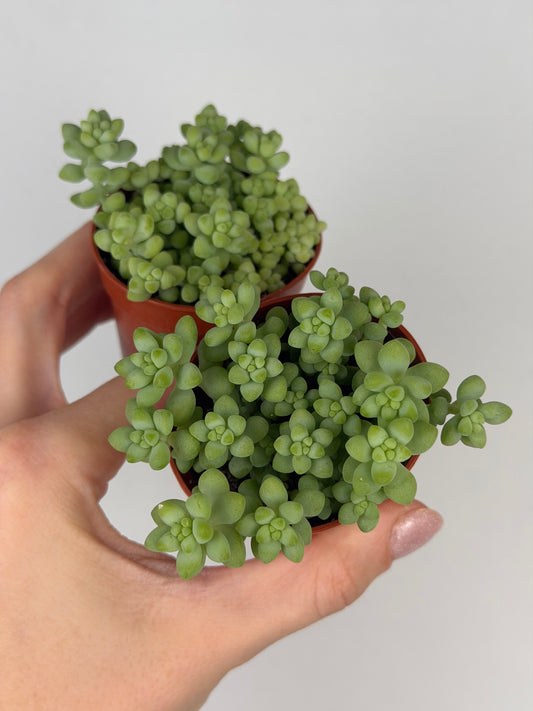 Sedum burrito Sedum Tropical Corner