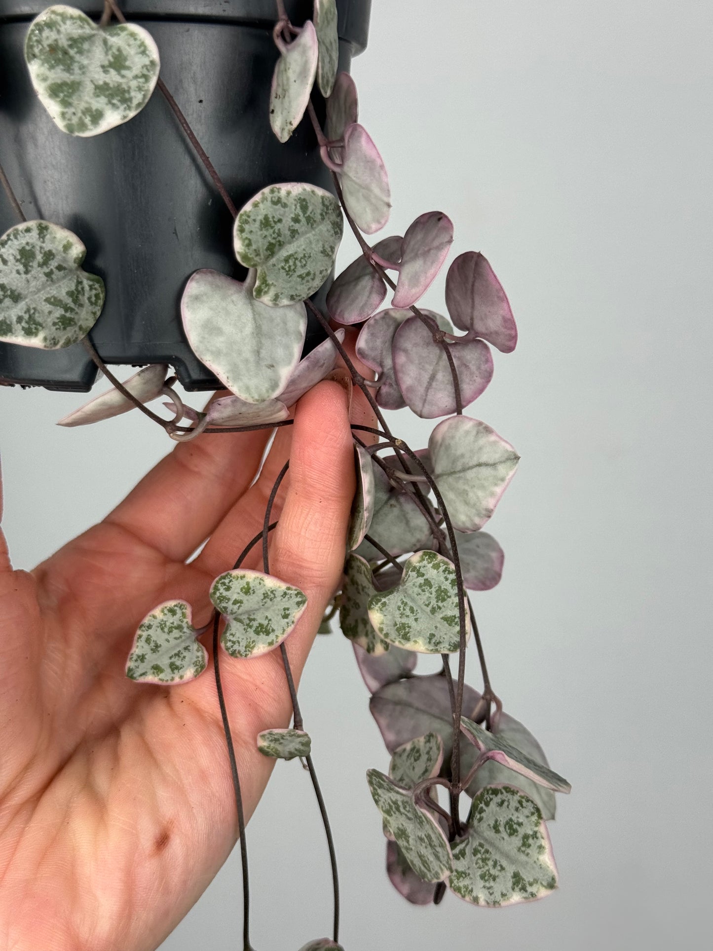 Ceropegia Woodii “String of hearts” variegata