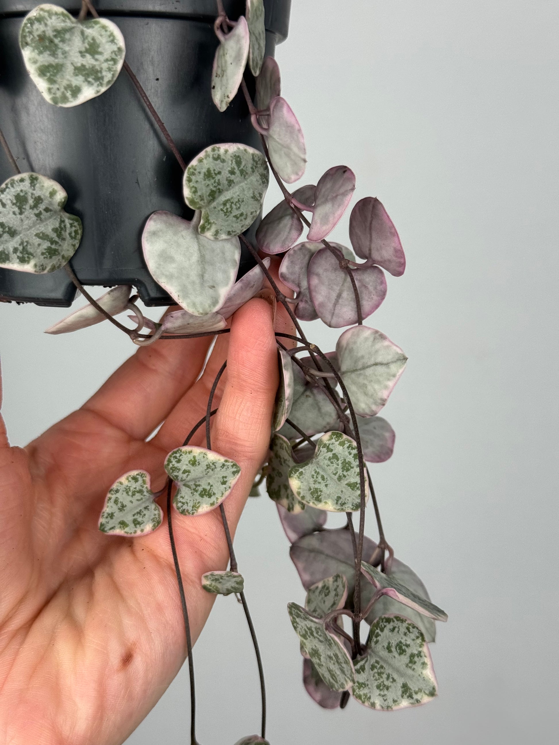 Ceropegia Woodii “String of hearts” variegata