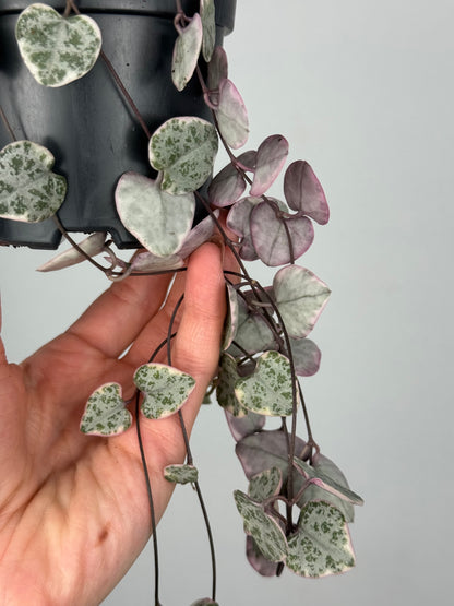 Ceropegia Woodii “String of hearts” variegata
