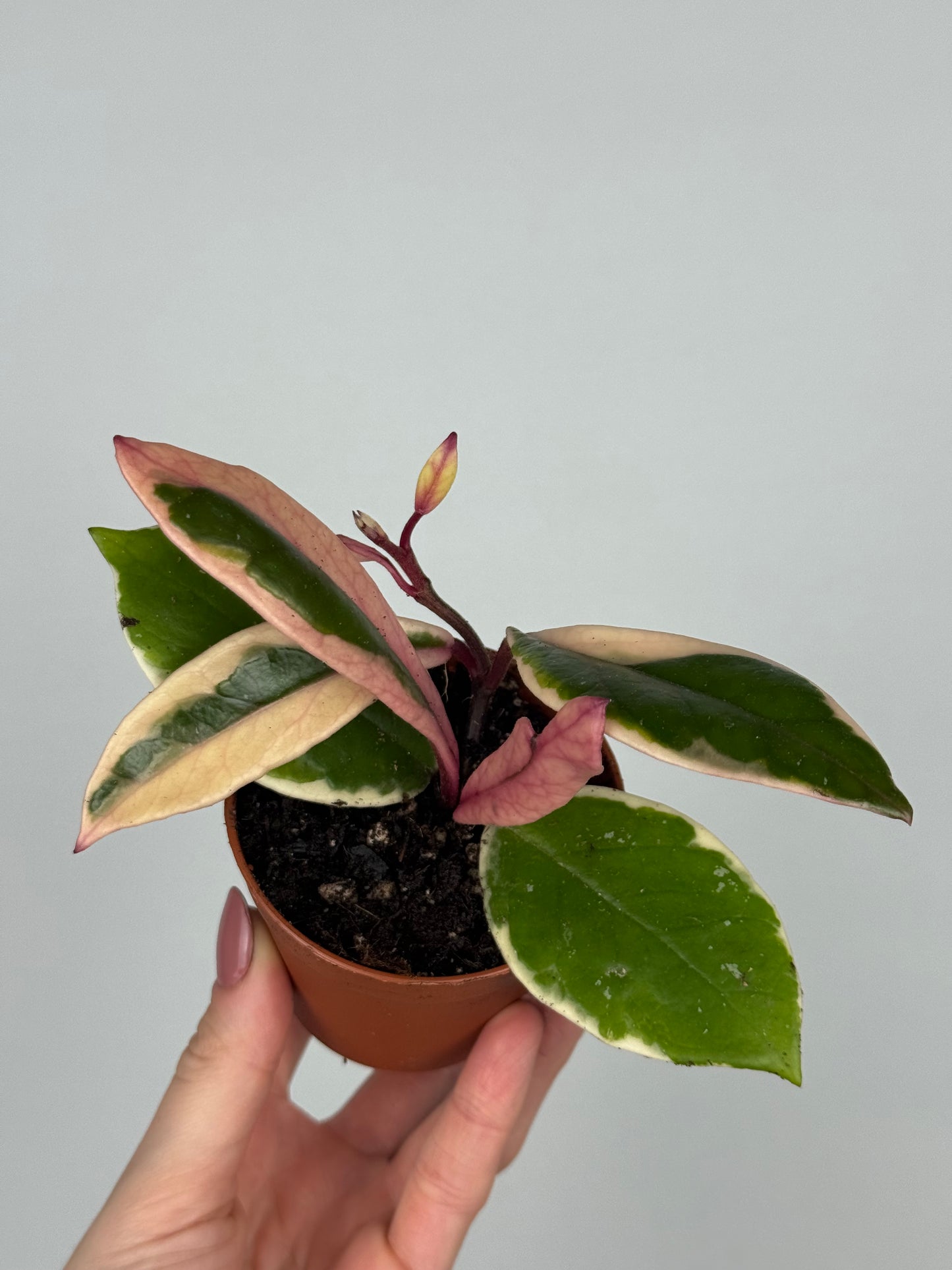Hoya Flamingo Dream