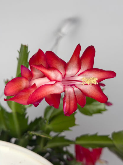 Schlumbergera Rossa