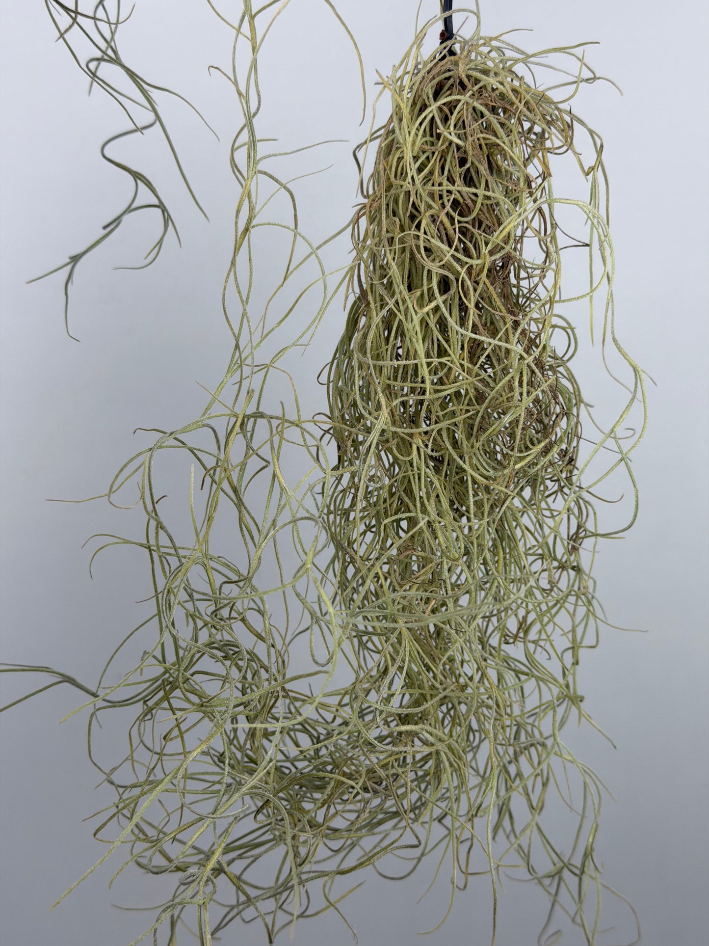 Tillandsia usneoides Tillandsia Tropical Corner