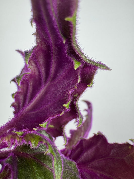 Gynura Aurantiaca “Purple passion”