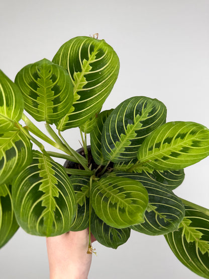 Maranta Leuconeura 'Lemon Lime'