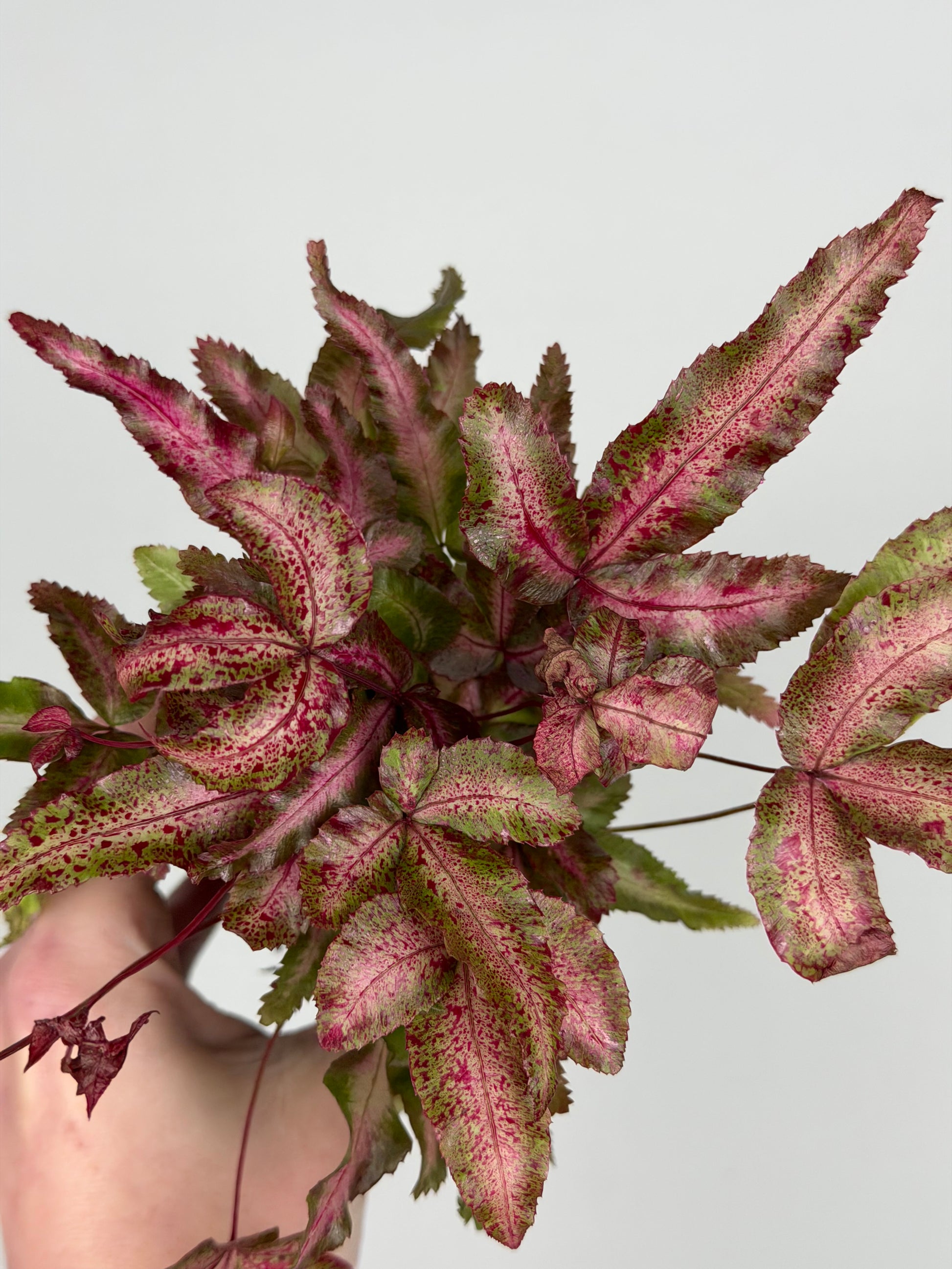 Pteris Cretica Albolineata Make up